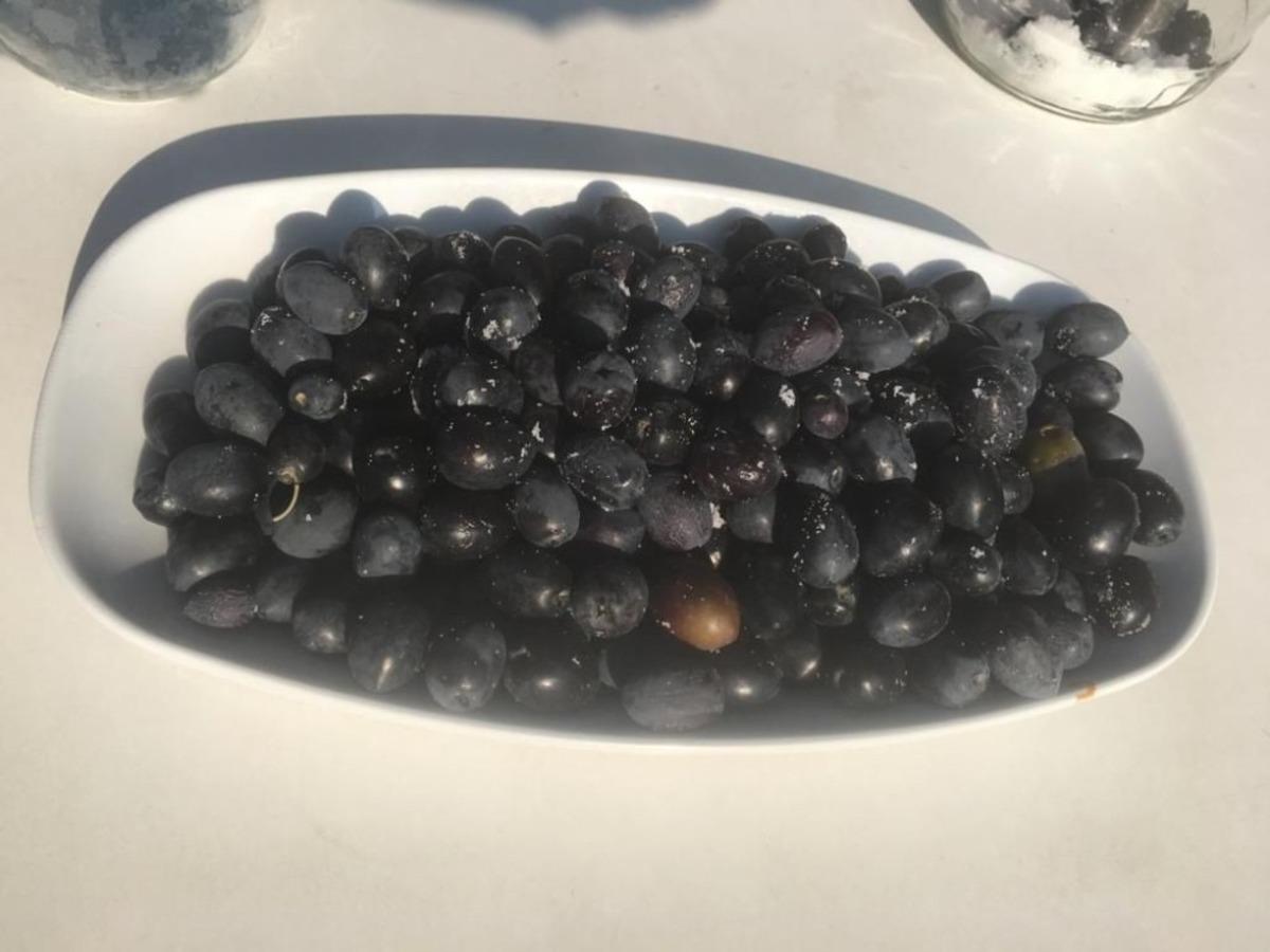 Osmancık&rsquo;ta zeytin hasadı başladı