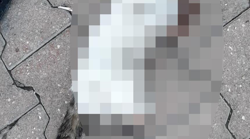 Kedinin ayaklarını koparıp boğdular! Korkun&ccedil; anlar kamerada