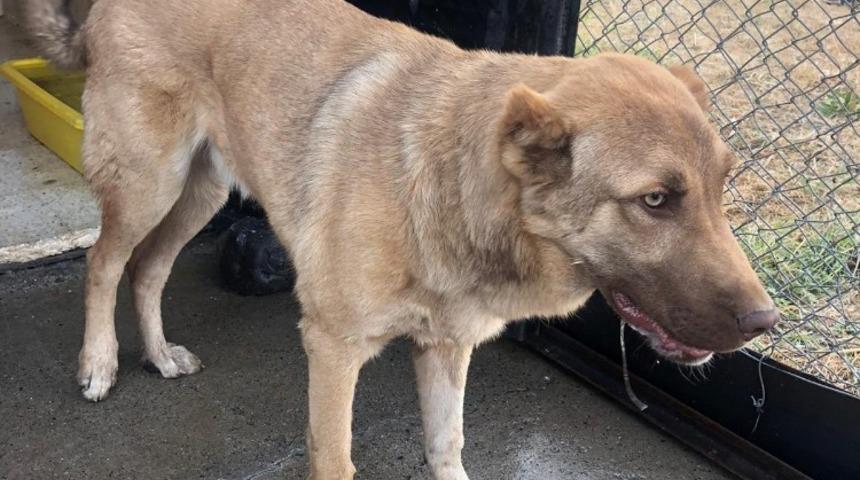 Bingöl’de arka ayakları aksayan köpeğe belediye sahip çıktı