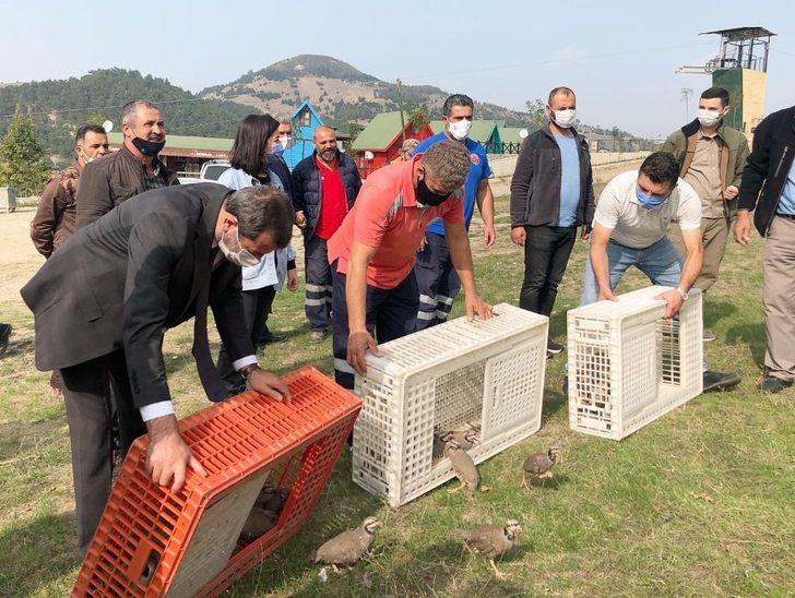 Gürsu’da keklik popülasyonu arttırılıyor G3