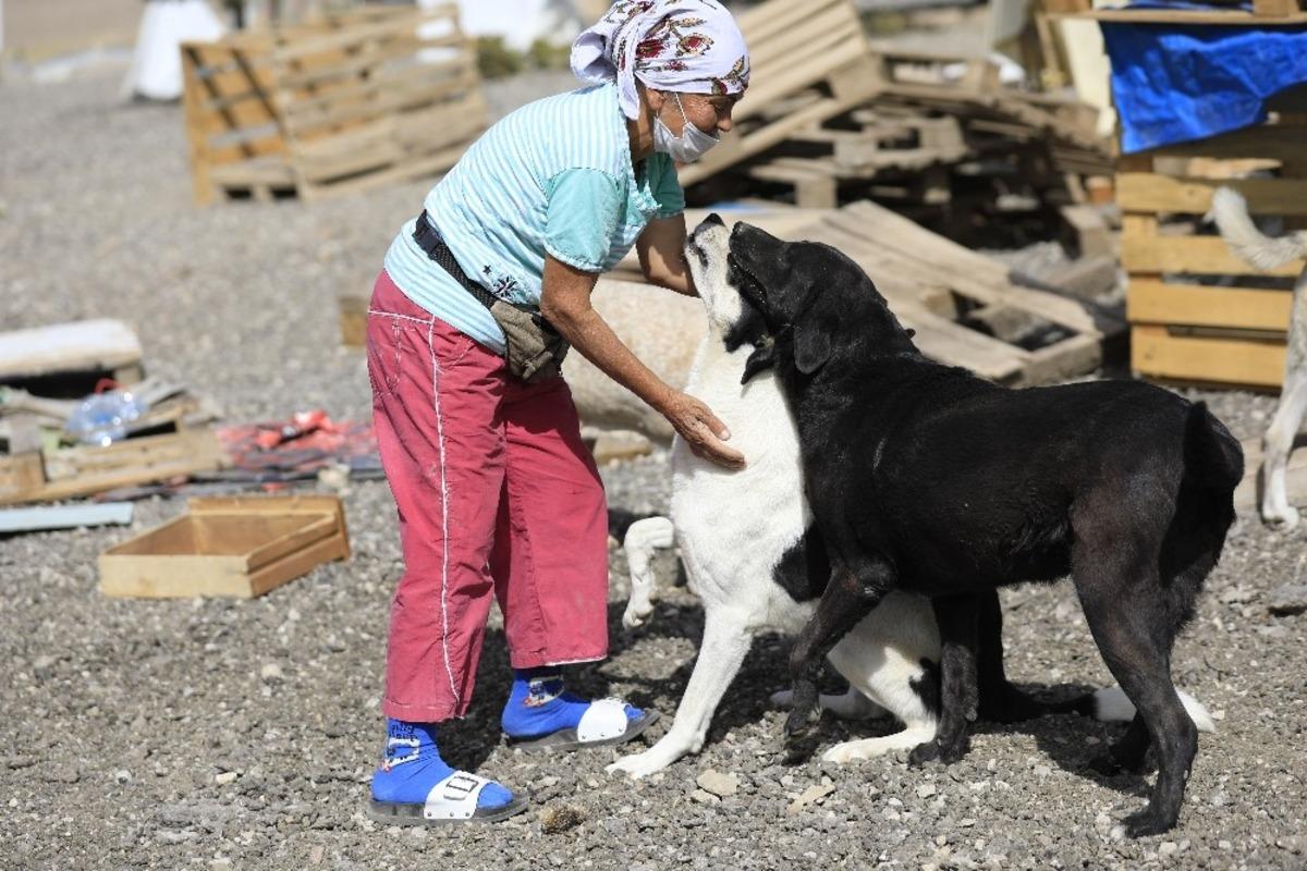 &Ouml;zdilek&rsquo;in mama desteği ile sevimli patiler doyuyor