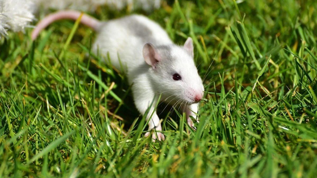 ruyada beyaz fare gormek ne demek ne anlama gelir mynet trend