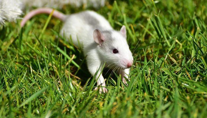 Rüyada beyaz fare görmek ne anlama gelir? Rüyada beyaz fareyi uçarken