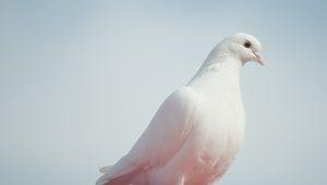 Rüyada beyaz güvercin görmek ne anlama gelir? Rüyada 2 tane, evin içinde beyaz güvercin görmek ne demek?
