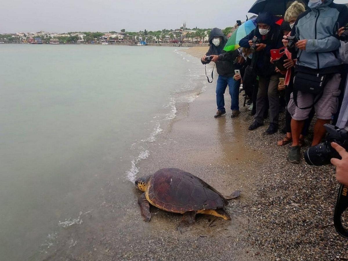 Tedavisi yapılan caretta caretta Didim Altınkum&rsquo;da denize bırakıldı