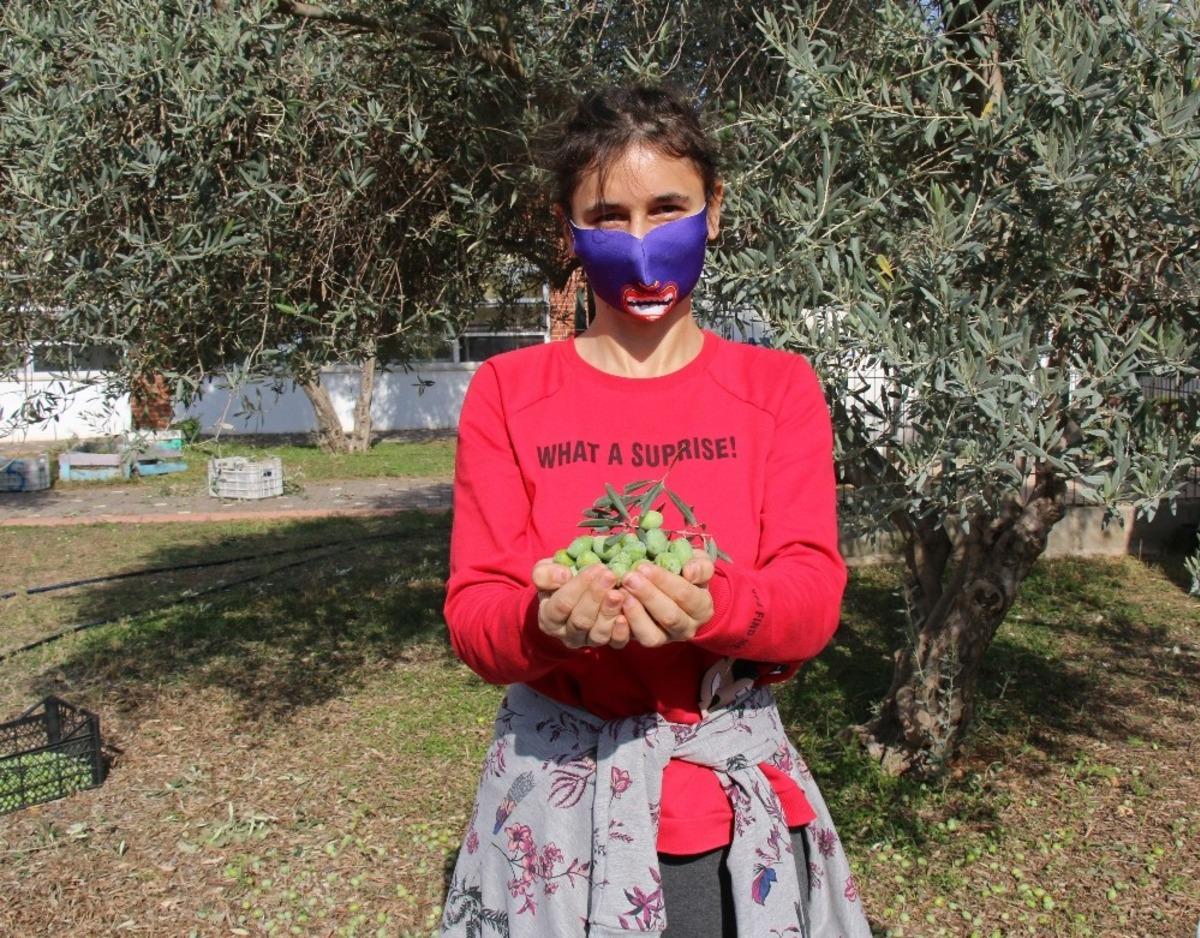 &Ouml;zel &ouml;ğrencilerden zeytin hasadı