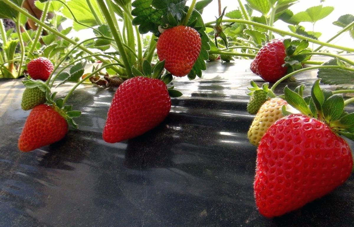 &Ccedil;ilek gelir kapısı oldu