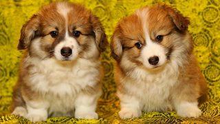 Rüyada köpek yavrusu görmek ne anlama gelir? Rüyada 3 tane, pireli köpek yavrusu görmek ne demek?