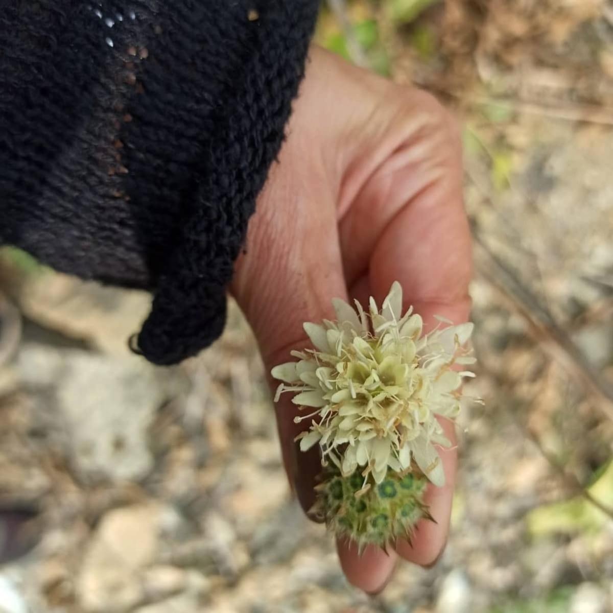 D&uuml;zce&rsquo;ye &ouml;zg&uuml; bitkilerin yoğunluk tespiti yapıldı