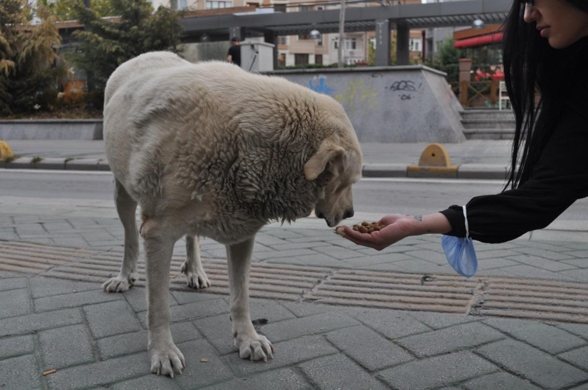 Eğlence mek&acirc;nında &ccedil;alışanlar sokak hayvanları i&ccedil;in ter d&ouml;k&uuml;yor