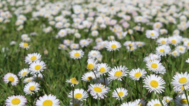 Rüyada papatya görmek ne anlama gelir? Rüyada papatya bahçesi, buketi görmek ne demek?
