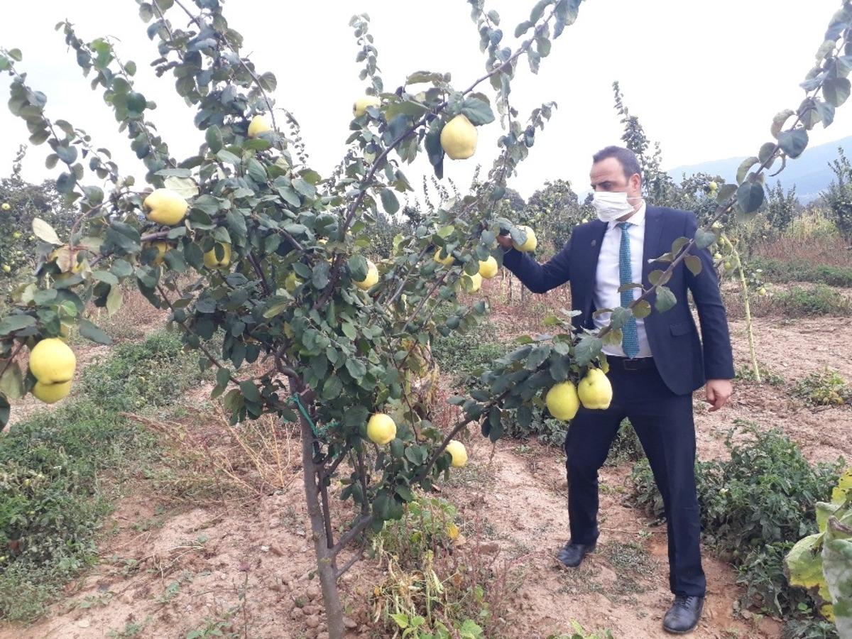 Simav&rsquo;da alternatif &uuml;r&uuml;n ayva