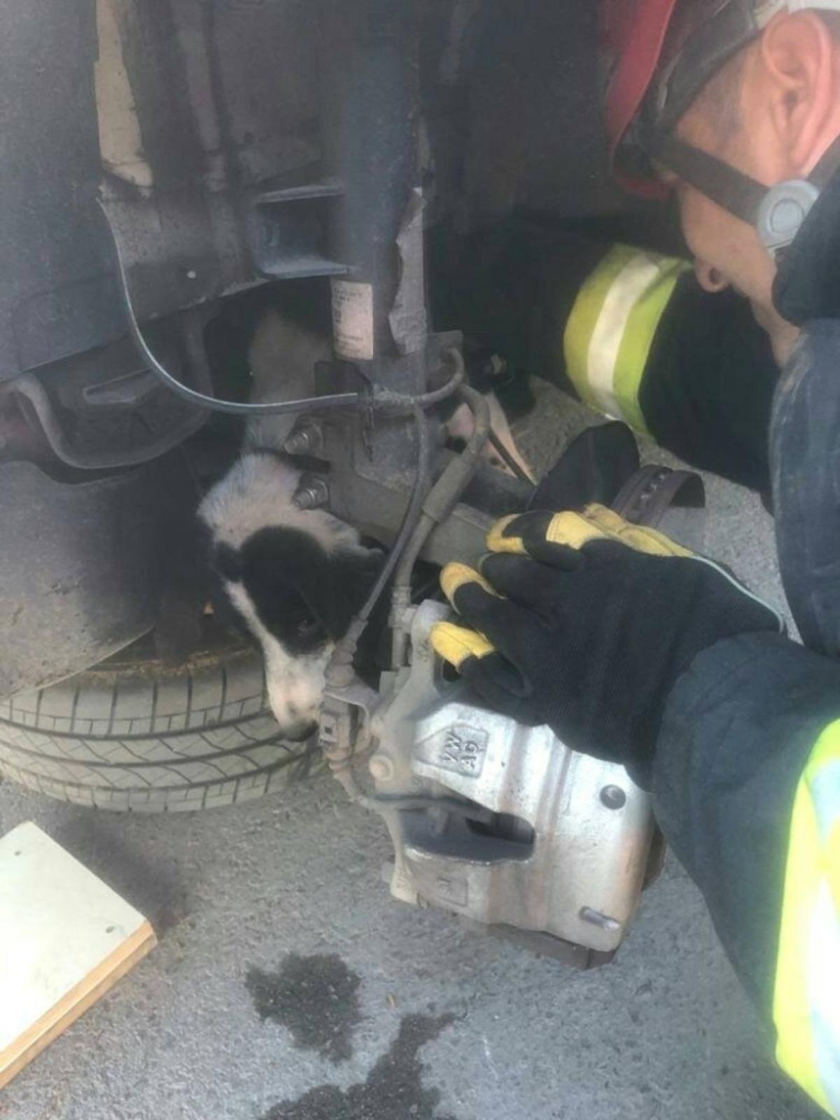 Aracın tekerliğinde sıkışan k&ouml;peği itfaiye kurtardı