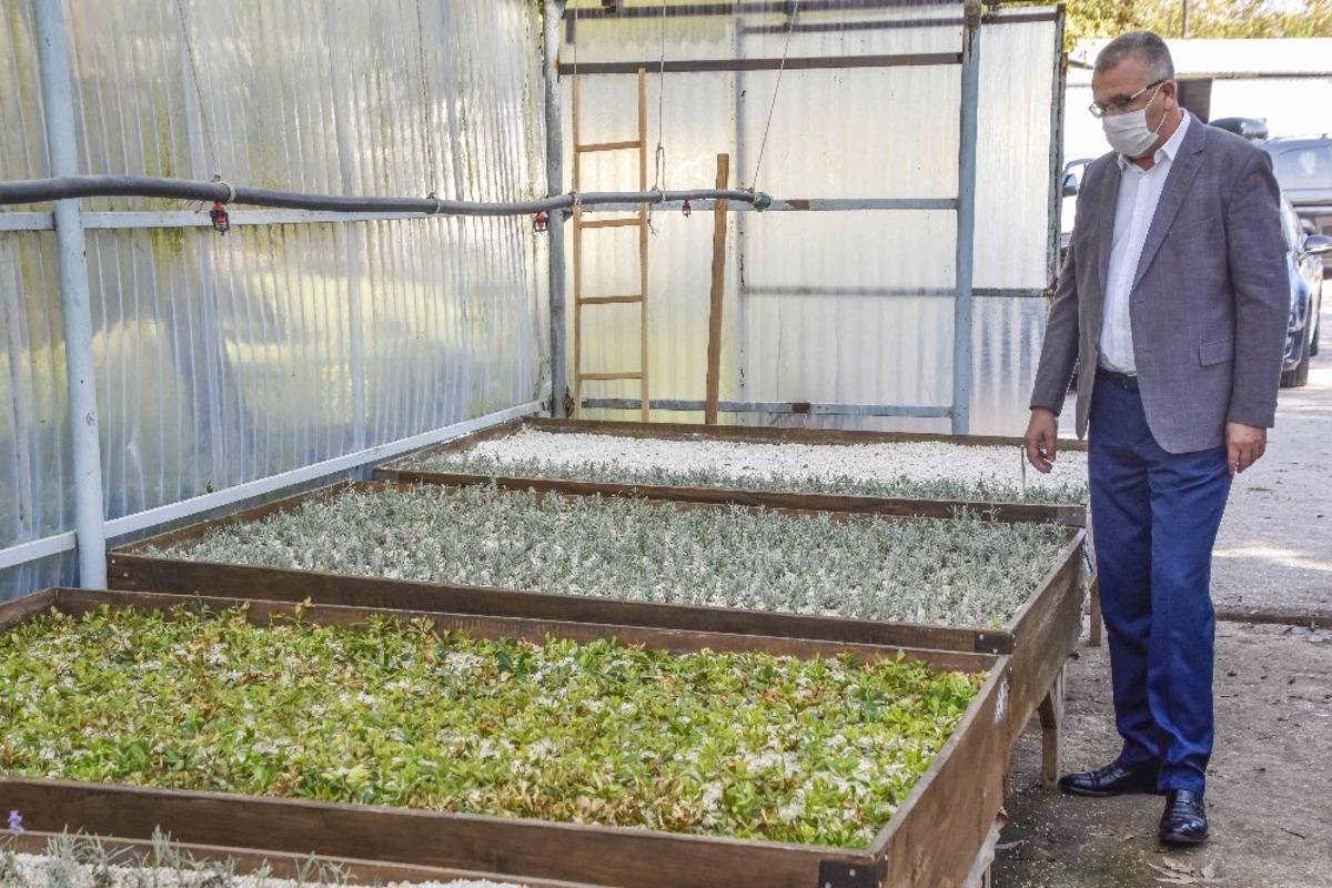 Karacabey&rsquo;de tıbbi ve aromatik bitki &uuml;retimleriyle kırsal kesime katkı sağlanacak