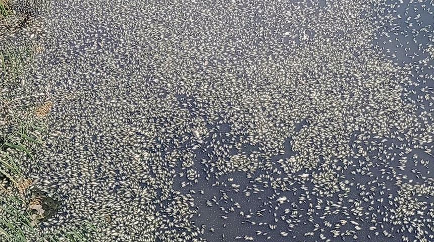 Su y&uuml;zeyini kaplamışlardı! Korkutan g&ouml;r&uuml;nt&uuml;n&uuml;n nedeni ortaya &ccedil;ıktı