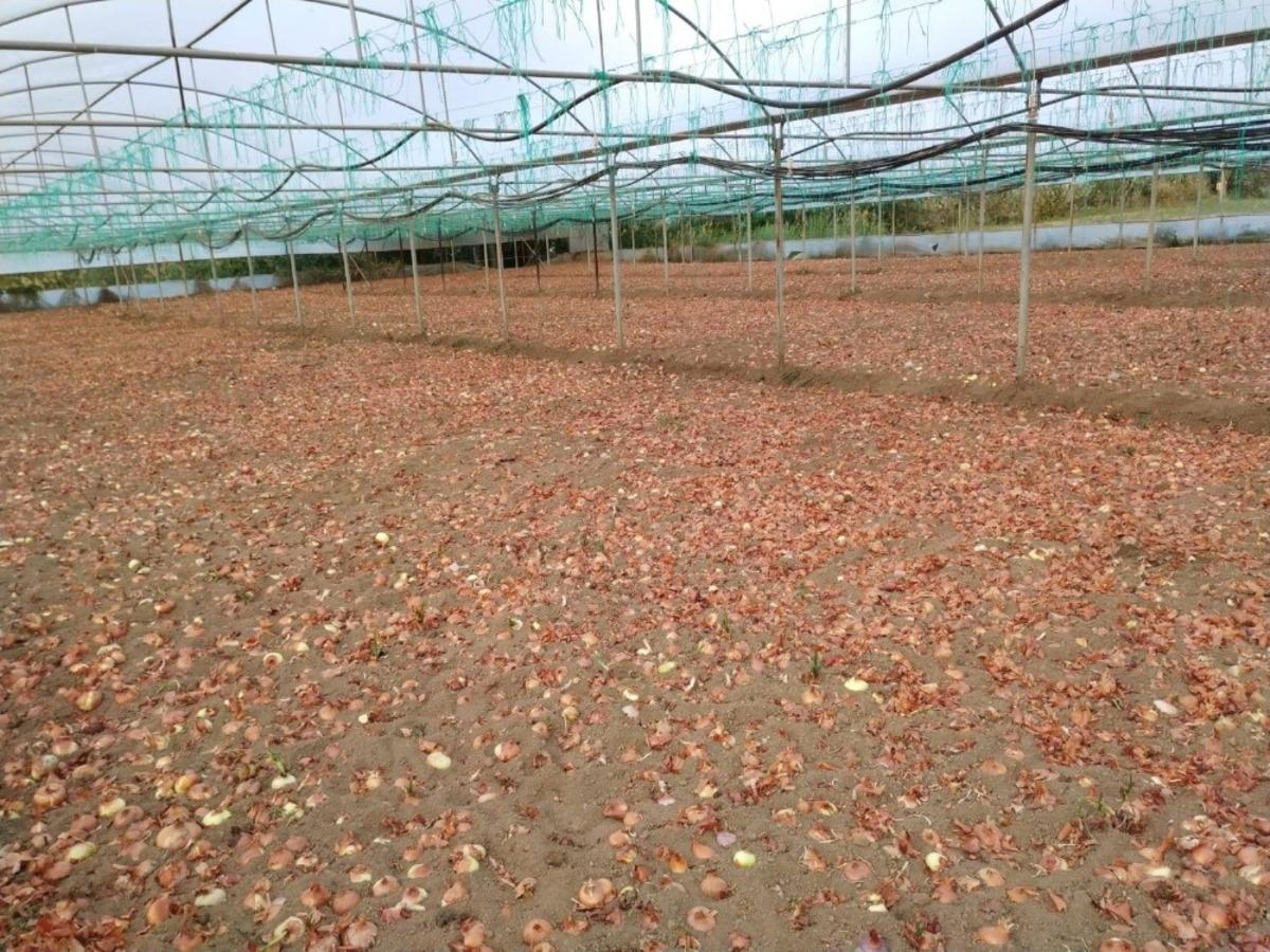 Mihalgazi&rsquo;de kuru soğan dikimi başladı