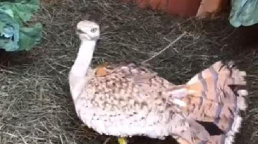 T&uuml;rkiye&rsquo;de 7 yıl sonra g&ouml;r&uuml;lm&uuml;şt&uuml;! Yakalı toy kuşu doğaya salındı