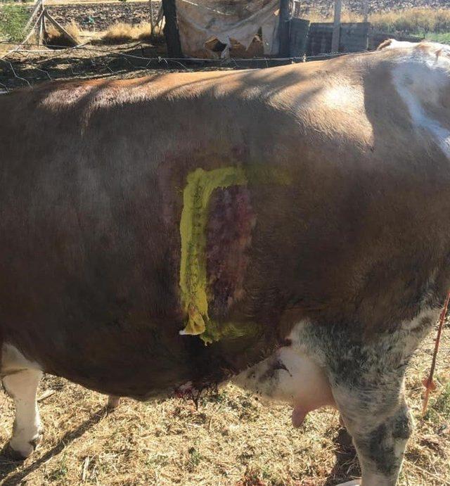 İnek, sezaryenle buzağısını doğurdu