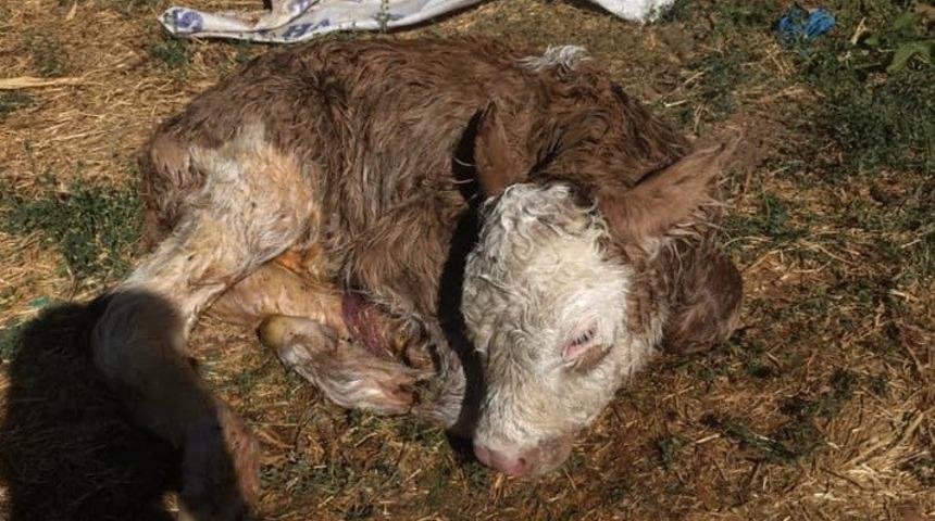 İnek, sezaryenle buzağısını doğurdu