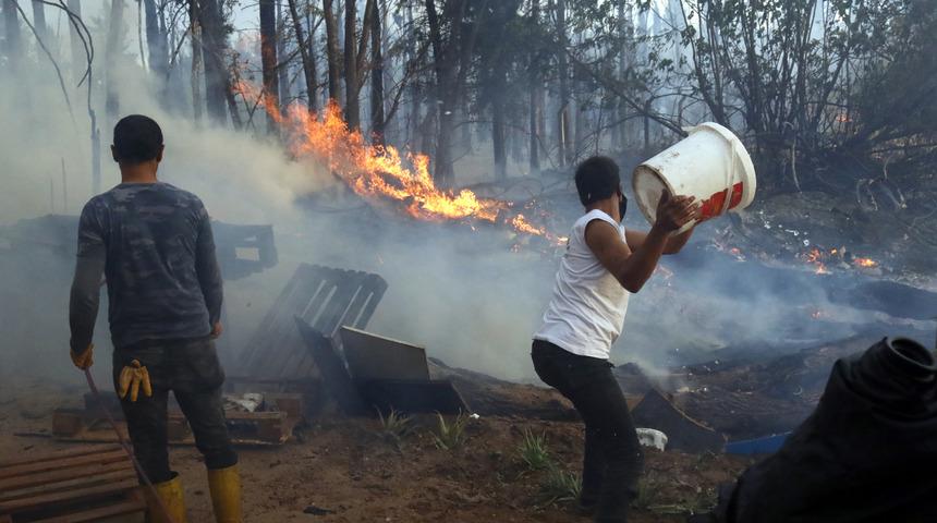 30 yıllık 100 palmiye ağacı yangında küle döndü