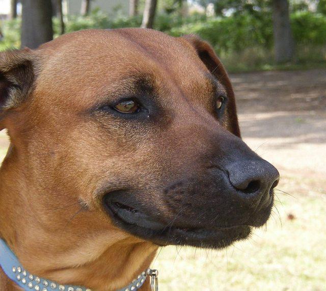 Rodezya Ridgeback köpeği