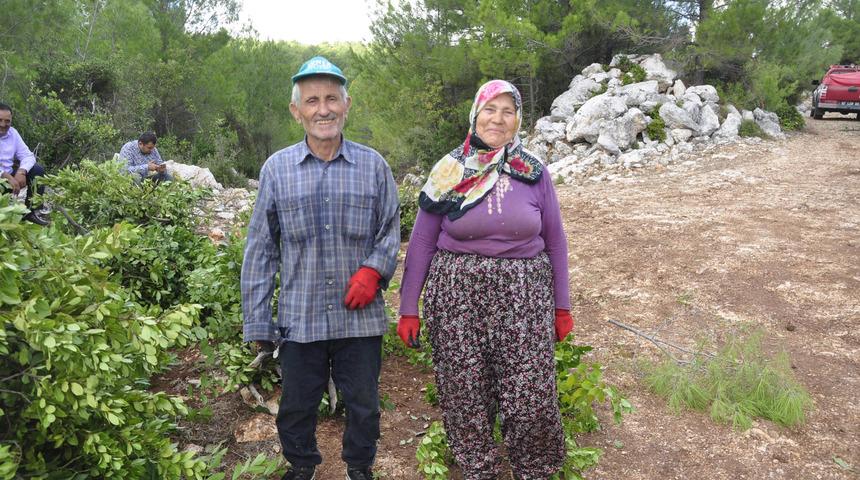 Manavgat'ta defne yaprağından 5 milyon lira gelir bekleniyor