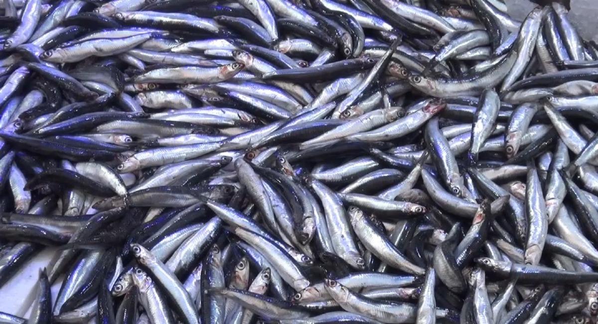 Karadeniz hamsisi tezgahlarda