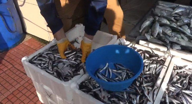 Karadeniz hamsisi tezgahlarda G3