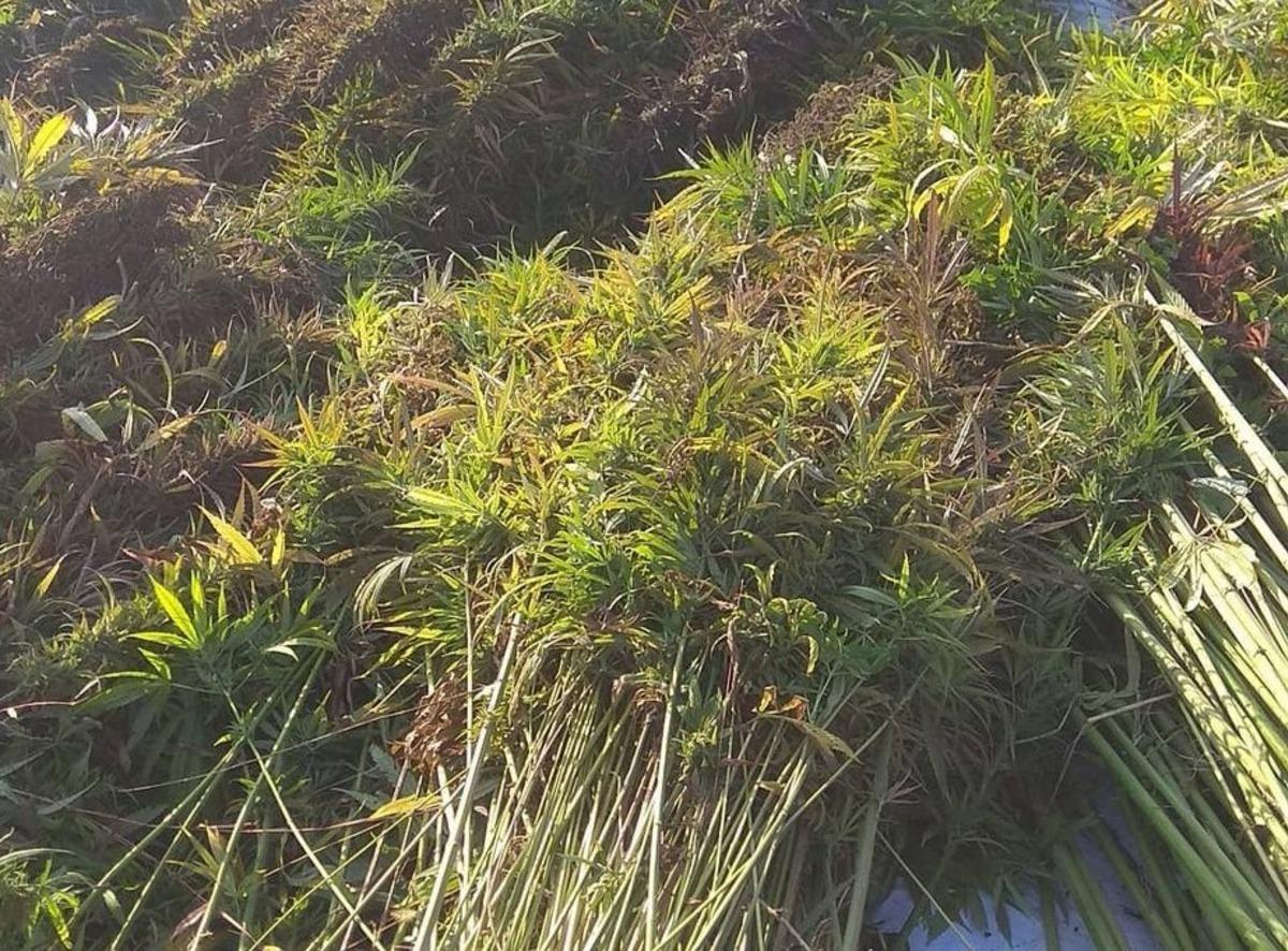 Kenevir bitkisi &uuml;reten alanlar denetlendi