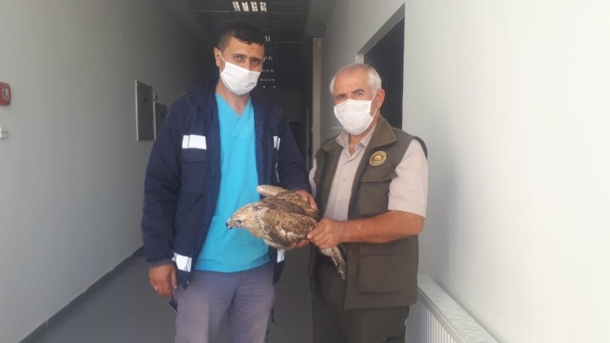 Yaralı Kızıl Şahin ve Atmaca tedaviye alındı