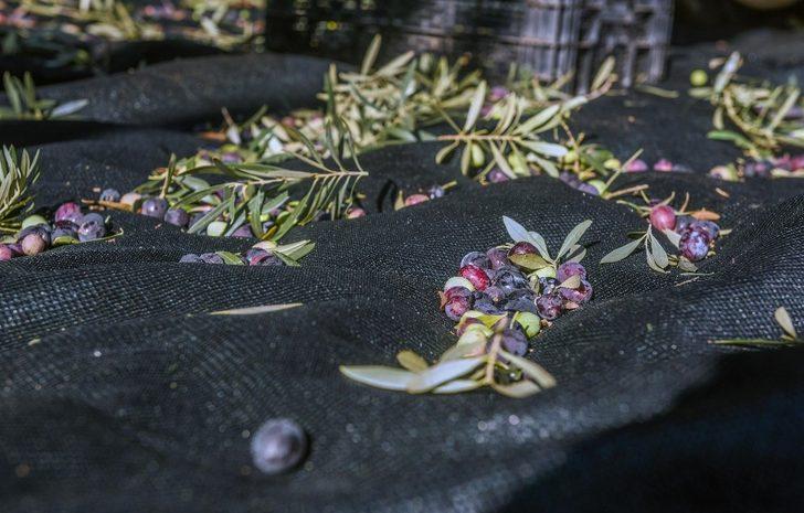 Dokuma’da zeytin hasadı G2