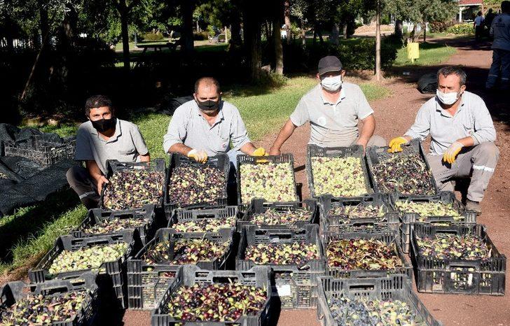 Dokuma’da zeytin hasadı G3