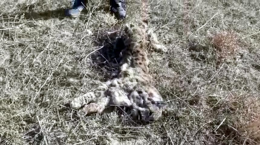 Sivas'ta silahla vurulmuş vaşak ölüsü bulundu