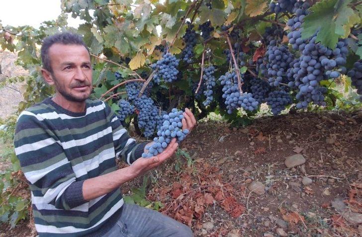 Arapgir’in meşhur köhnü üzümü artık Esenlik Marketler’de G1