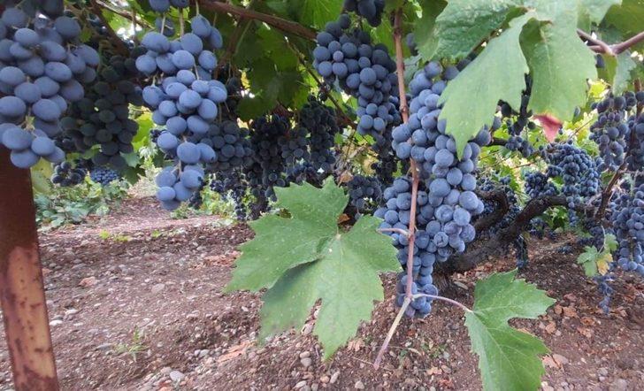 Arapgir’in meşhur köhnü üzümü artık Esenlik Marketler’de G2