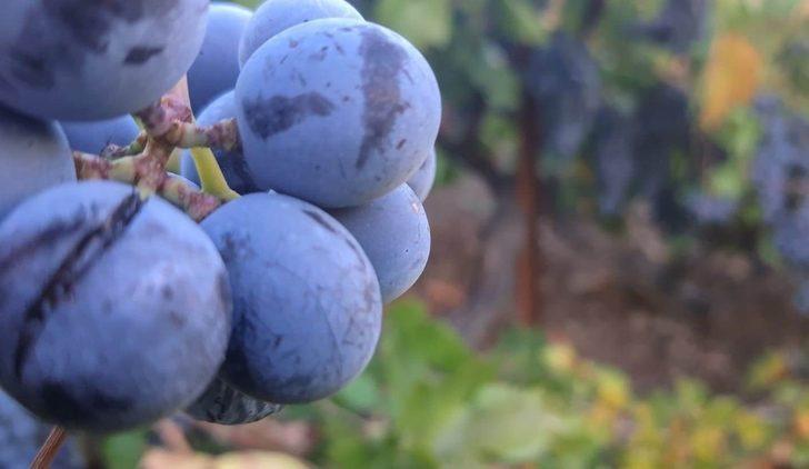 Arapgir’in meşhur köhnü üzümü artık Esenlik Marketler’de G4