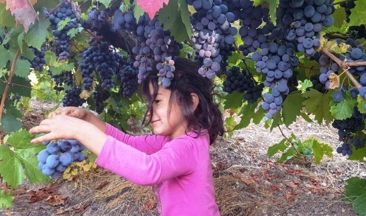 Arapgir’in meşhur köhnü üzümü artık Esenlik Marketler’de G5