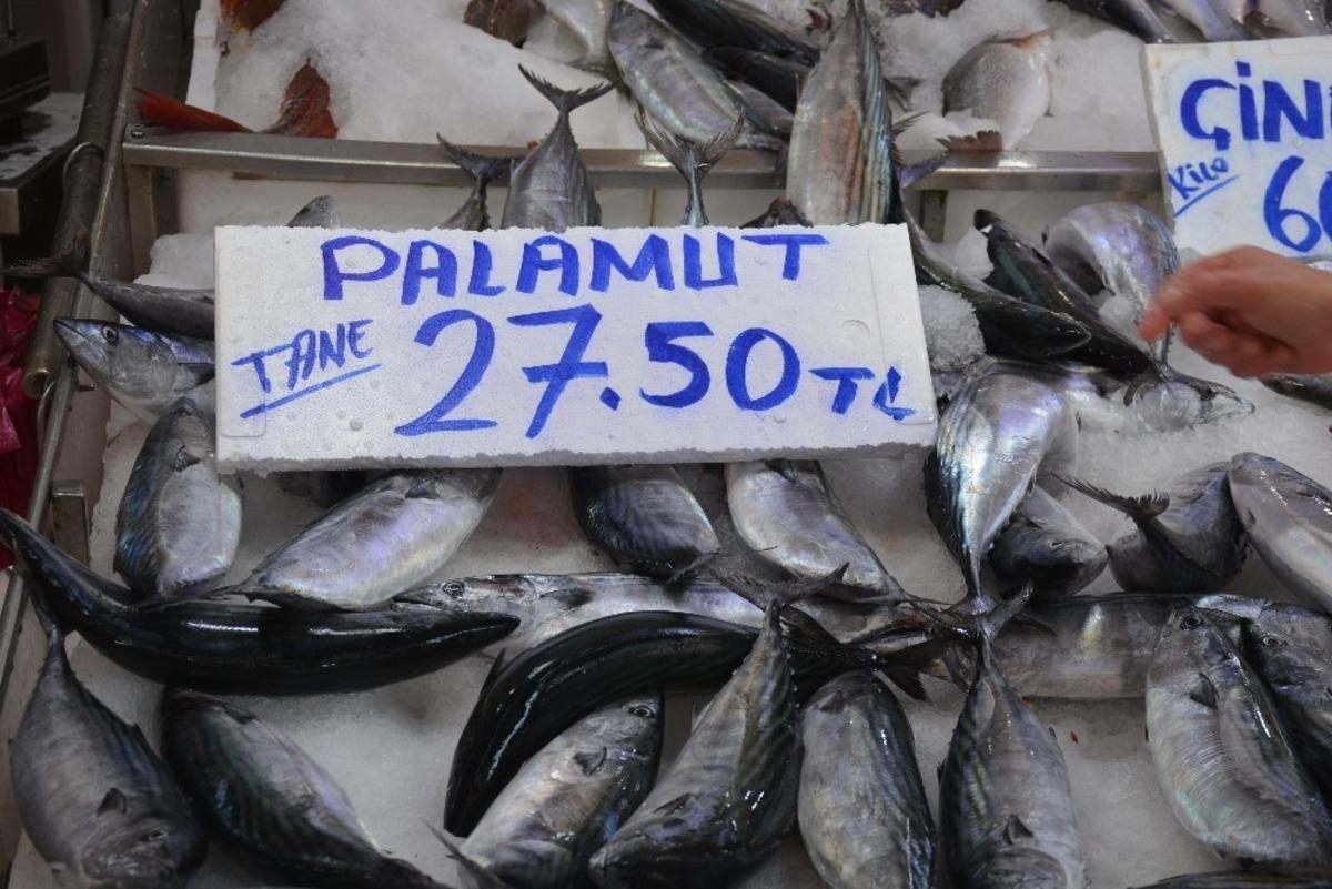 Sinop&rsquo;ta palamut k&uuml;st&uuml;, fiyatlar u&ccedil;tu