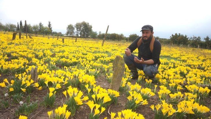 Asırlık mezarlığı sarı zambaklar kapladı G2