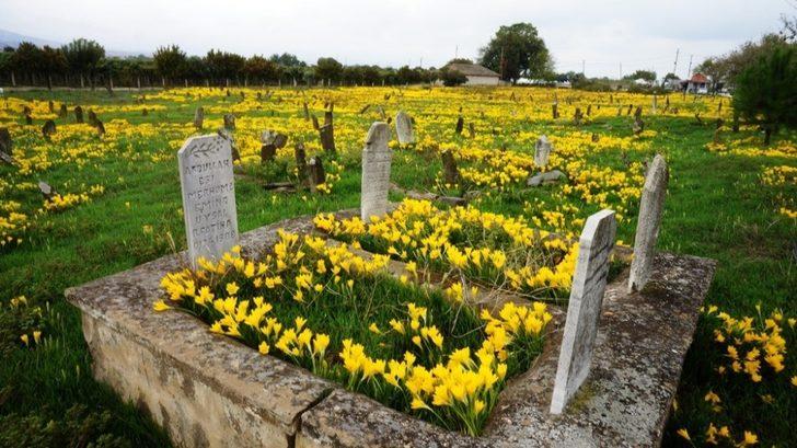 Asırlık mezarlığı sarı zambaklar kapladı G3