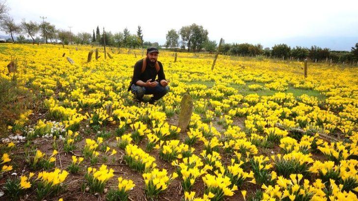 Asırlık mezarlığı sarı zambaklar kapladı G4