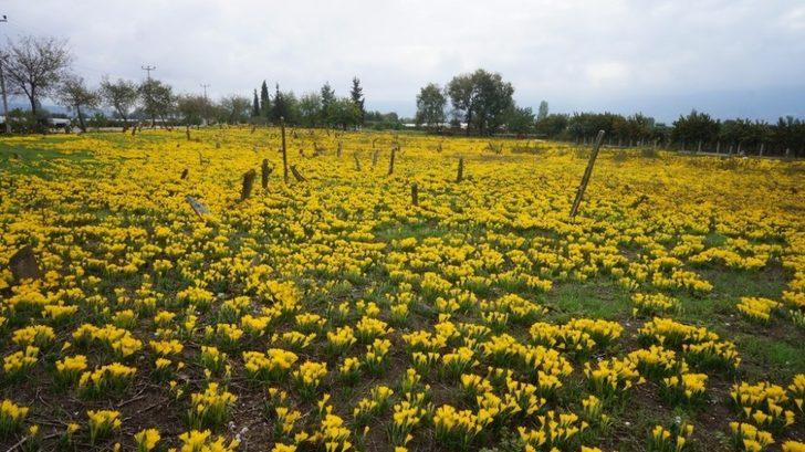Asırlık mezarlığı sarı zambaklar kapladı G5