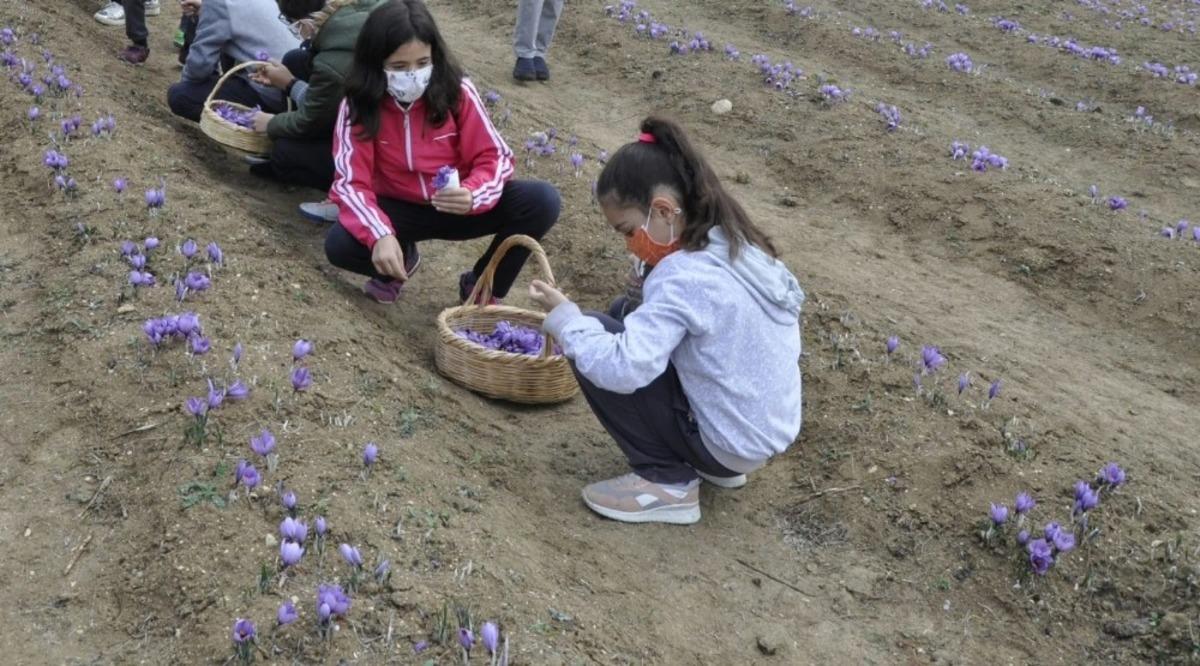 Safranbolu&rsquo;da &ouml;ğrenciler safran topladı