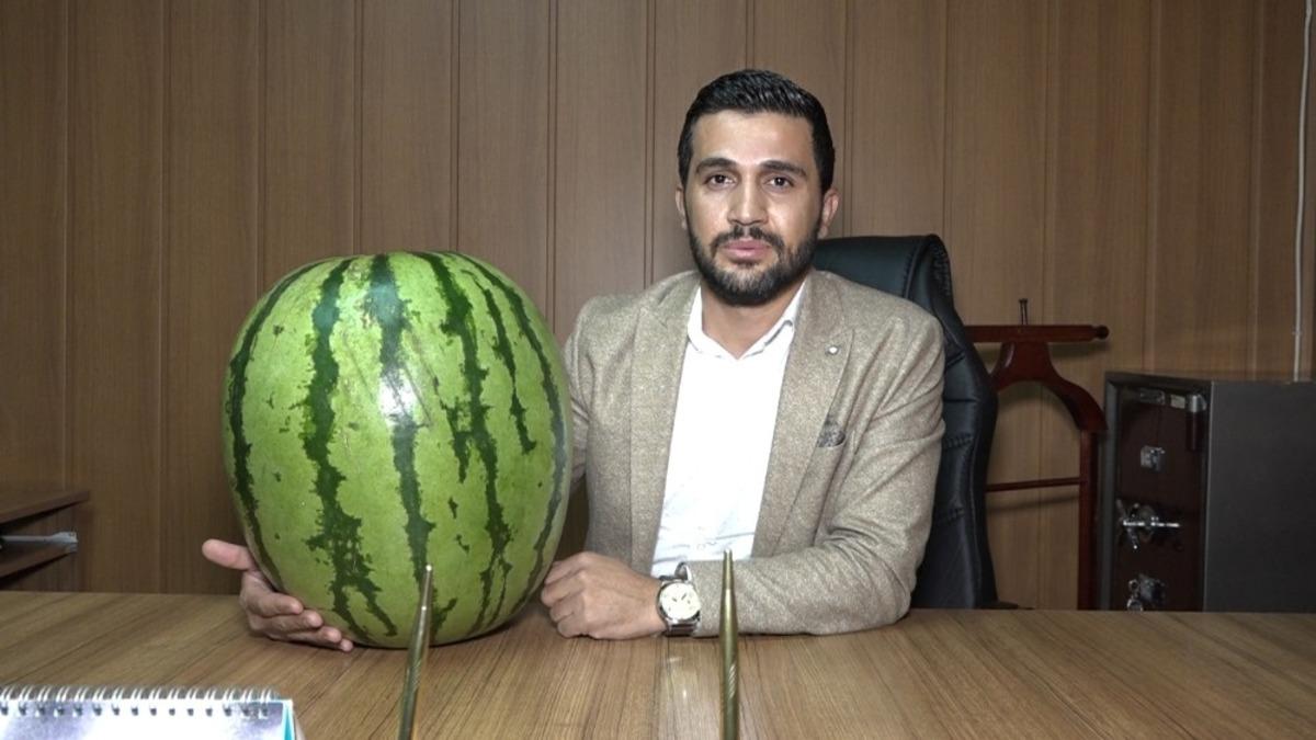 Kulp&rsquo;ta 48 kiloluk Diyarbakır karpuzu yetiştirildi