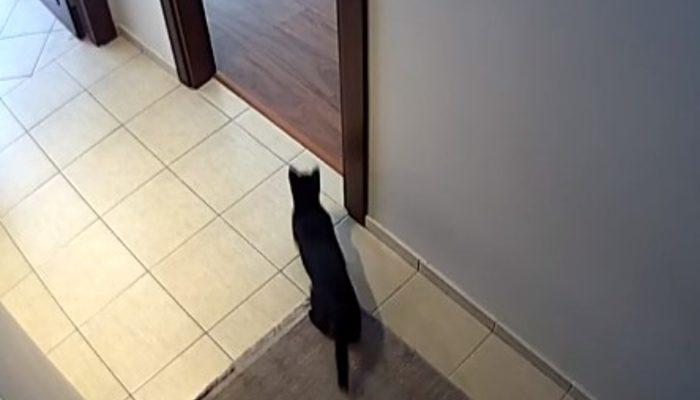 İzmir depreminde kedinin korku dolu anları! Kaçacak yer aradı