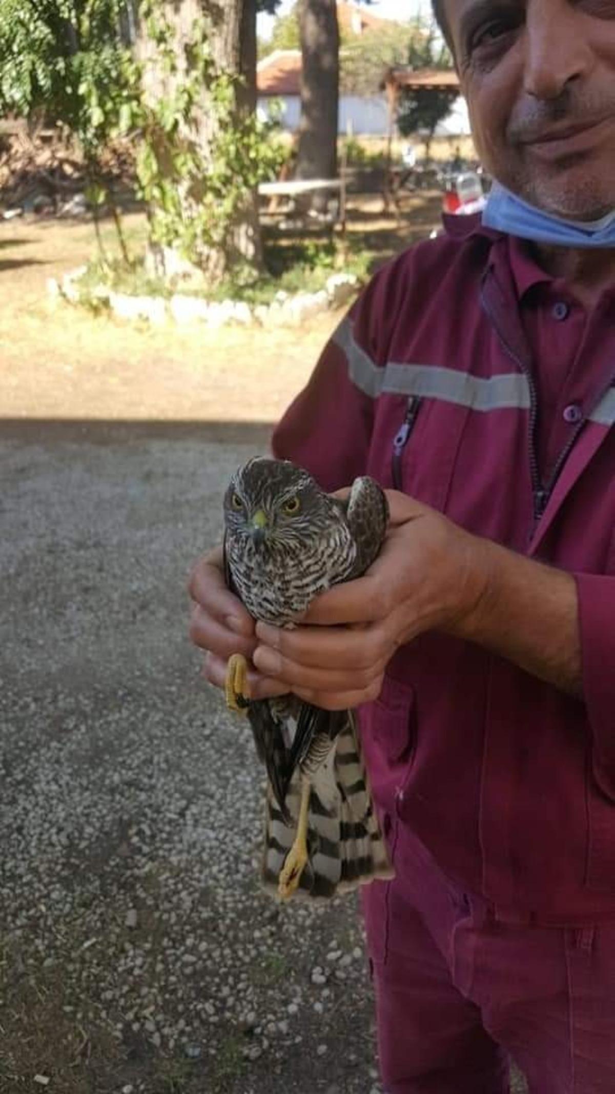 Denizli&rsquo;de bir şahin, kuş avlamak isterken canından oluyordu