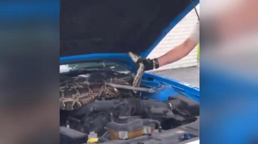 Kaputu a&ccedil;ınca şaşkına d&ouml;nd&uuml;! Tam 3 metre uzunluğunda 