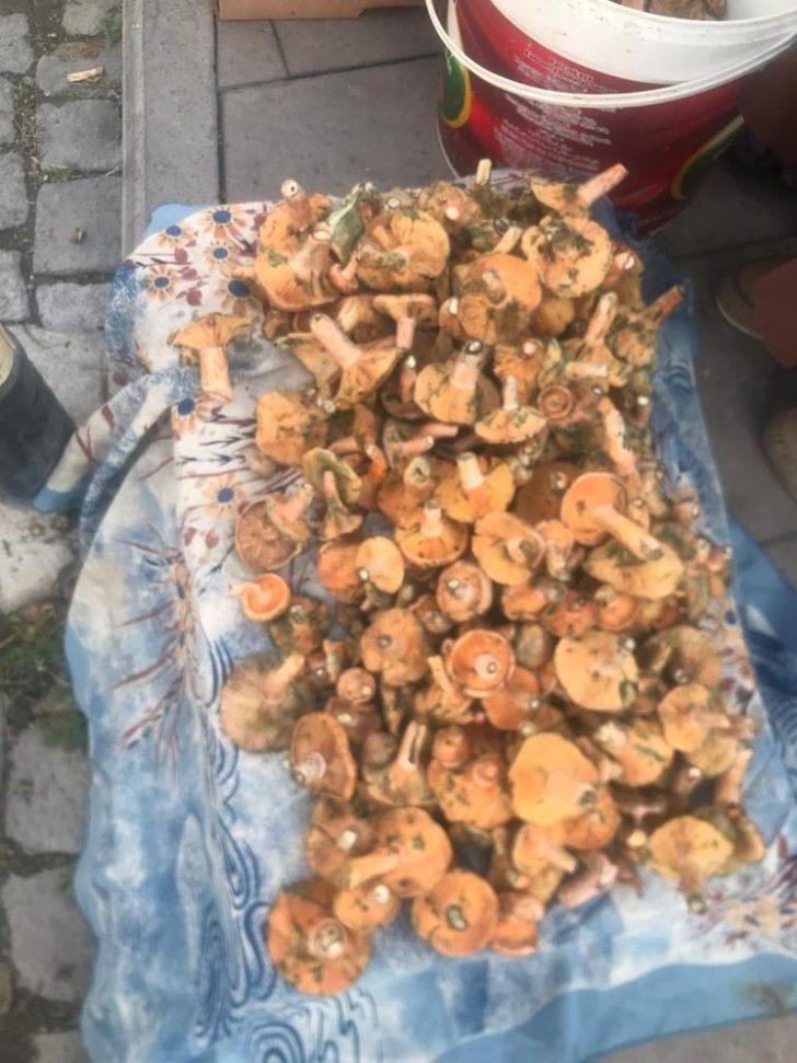 Kanlıca Mantarı 50 TL’den alıcı buluyor G3