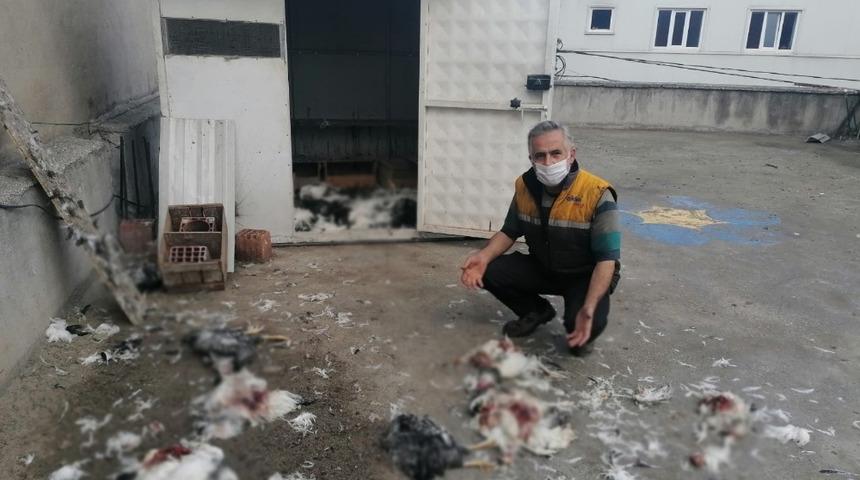 Bursa'da pitbull dehşeti! 53 tavuğu parçaladılar