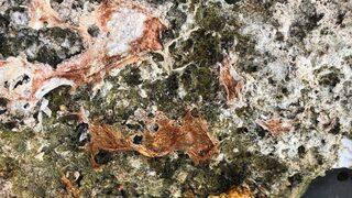 Milyonlarca yıl önce meydana geldi! Sular çekilince ortaya çıktı